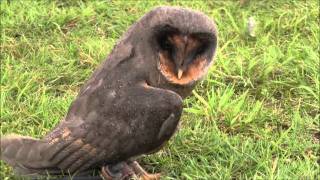 Roofvogel en uilen beurs Spijkenisse [upl. by Tedra]