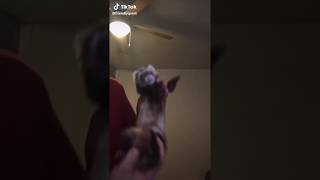 Cute ferret dancing to buttercup [upl. by Rossy]