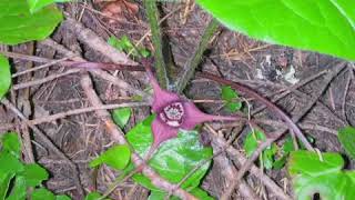 How to Grow Wild Ginger Asarum [upl. by Ijneb]