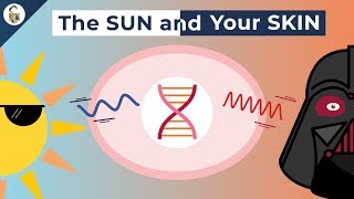 How UV Rays Damage Skin [upl. by Docile]