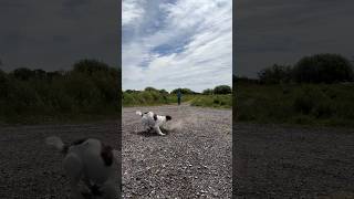 Springer Spaniel on a couple retrieves gundogtraining dogtraining [upl. by Gorden]