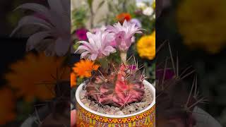 Variegated Gymnocalycium mihanovichii April to August growth and color changes  buds to blooms 2023 [upl. by Derby]