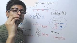 Prokaryotic vs eukaryotic transcription [upl. by Grizelda]