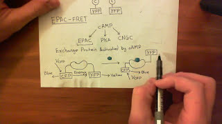 Exchange Protein activated by cAMP EPAC FRET [upl. by Eirena]