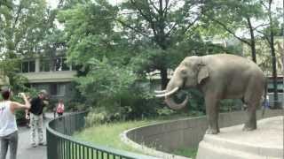 Elephant Spraying Poo on Man  ORIGINAL at Berlin Zoo [upl. by Gatias]