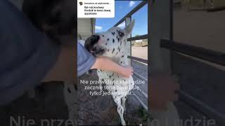 Teraz appalosa tak jak obiecałam ❤️editcapcut appaloosa horse equestrian konie jazdakonnaedit [upl. by Netsua]