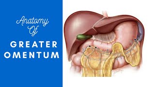 greater omentum basic anatomy with notes [upl. by Abehs32]