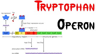 Trp operon  Tryptophan Operon in bacteria [upl. by Avehs724]