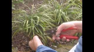 How to cut back and prune ornamental grasses after winter [upl. by Aniehs532]