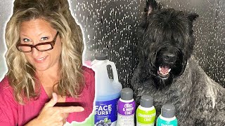 HOW DOG GROOMERS get your DOG so CLEAN Secret to CLEANING your PET [upl. by Nodlew451]