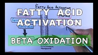 Fatty Acid Activation  Beta Oxidation Part I [upl. by Elicia]