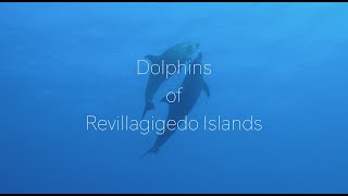 Dolphins of Revillagigedo Socorro Islands with a Manta at the end [upl. by Manuela310]