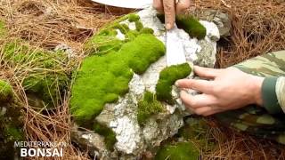 How To Collect Material For Bonsai The Moss Bryophyta [upl. by Fisa]