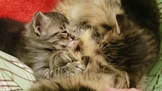 Foster Kittens amp Beans Uno amp Umeko Sleepily Enjoy Peaceful Time at Mama Milk Bar REAL [upl. by Anayhd]