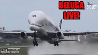 BELUGA LIVE AT HEATHROW [upl. by Meid937]