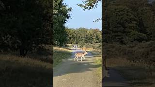 damhert fallow deer crosses path deer forest amsterdam water supply dunes netherlands [upl. by Itak910]