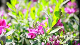 Polygala myrtifolia Grandiflora [upl. by Inahs308]