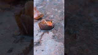 The wasp uses its sharp teeth to crush and enjoy everything Pomacea canaliculata [upl. by Bora]