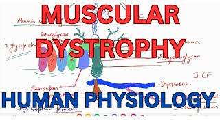 Muscular dystrophy Duchenne muscular dystrophy Beckers and Limb GIrdle muscular dystrophy [upl. by Amerak]