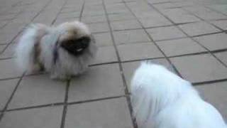 pekingese dog amechang and dao [upl. by Giule]