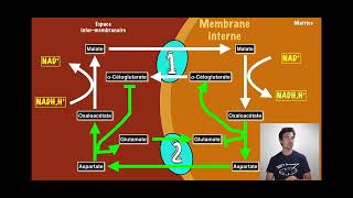 Système navettes malate aspartate et glycérol phosphate [upl. by Shelia]