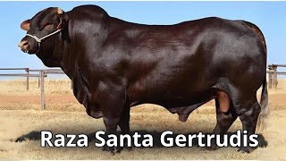 Raza de ganado Santa Gertrudis un Legado de Historia Evolución y Características Únicas [upl. by Turro]