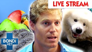 Bondi Vet Extended Cuts Season 2 Watch The Full Season LIVE 🔴 Full Episodes [upl. by Sheehan]