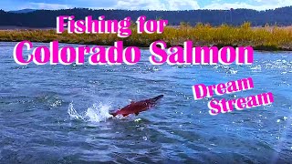 Salmon in Colorado Kokanee Salmon in the Dream Stream flyfishing how to [upl. by Stalder586]