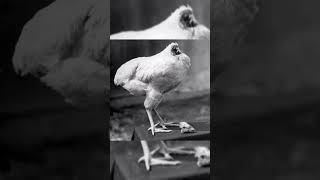 The Headless chicken Explained world youtubeshorts facts miketheheadlesschicken [upl. by Yleen]