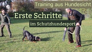 Erste Schritte im Schutzhundesport  Wird der Hund quotscharfquot gemacht [upl. by Ahsienad]