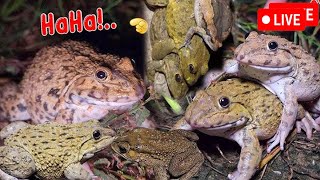 🐸Boing Boing web catching frogs🐸flying and Jumping Part 6 [upl. by Bonner317]