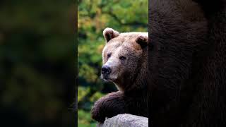 Bear Essentials Facts About Brown Bears [upl. by Elorac]