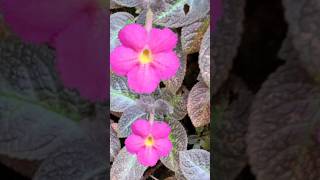 kerala garden ideas  episcia propagation trendingshorts trendingshorts  shorts feed [upl. by Isacco]