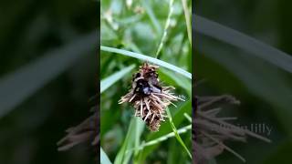 பைக்குள்ள என்ன இருக்கு🧐 Bagworm Caterpillar  பைப்புழு allwinjilly nature villagelife story [upl. by Ahsekim]