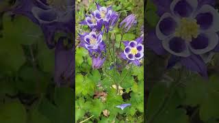 Sounds of birds aquilegia vulgaris newvideo nature subscribe garden youtube flowers shorts [upl. by Brianne]