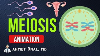 🎬 MEIOSIS ANIMATION  PHASES CELL DIVISION  MEDICAL GENETICS CELL BIOLOGY [upl. by Aubry]