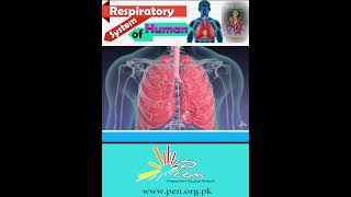 Respiratory system of Humans I Learn about the respiratory system of Human I biology penacademy [upl. by Ajup171]