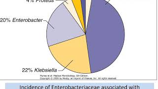 Enterobacteriaceae Salmonella Shigella E coli Gram negative rods [upl. by Er284]