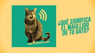 ¿Qué te quiere decir tu gato con su maullido 🎶😸😾😿🎶  ¡Hay 6 tipos de miaus 🔊 [upl. by Kleper]