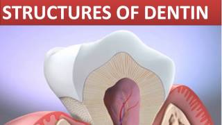 Hypomineralized Structure of Dentin I Dental Guide I Dr Bimal Chand I [upl. by Notffilc]