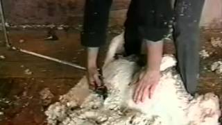 Sheep Shearing  121996 102 PM [upl. by Lancelot614]