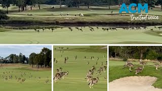 Kangaroo stampede hops through Aussie golf course [upl. by Ahsietal844]