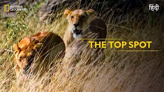 The Top Spot  Animal Fight Club  हिन्दी  Full Episode  S5  E4  National Geographic [upl. by Rego798]