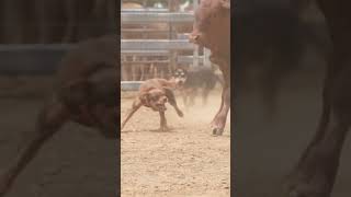 Working Dogs in Action  Australian Working Kelpie  Dogs in Slow Mo  Dogs with Jobs  Muster Dogs [upl. by Schnapp]