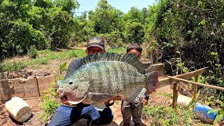 Tilápias de 7 kilos Pescaria de gigantes do rio Peixes Grandes habitam neste lugar [upl. by Acim]