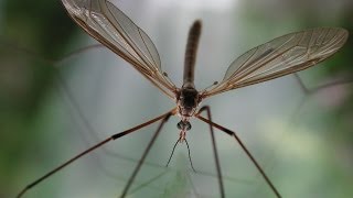 Bug That Eats Aphids Crane Fly [upl. by Alleroif]