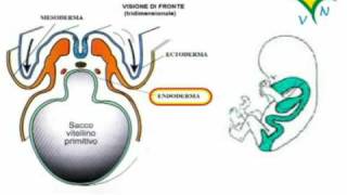 La formazione delle gonadi ovaio e testicolo  RVM [upl. by Enicar]