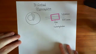 NLinked Glycosylation Part 1 [upl. by Priestley]