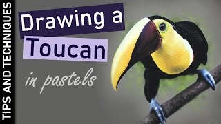 How to draw a Toucan in pastels  Soft pastel tips [upl. by Asiled]