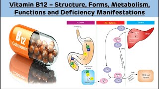 Vitamin B12  Structure Forms Metabolism Functions and Deficiency  Vitamin B12 Biochemistry [upl. by Castorina]